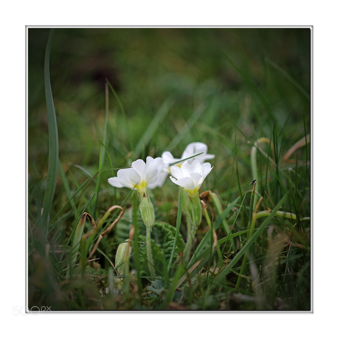 Canon EOS 7D Mark II sample photo. Retour du printemps photography