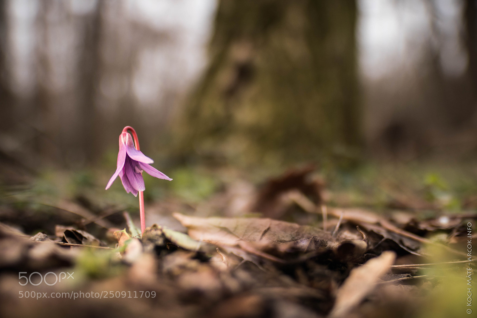 Canon EOS M5 sample photo. Erythronium dens-canis photography