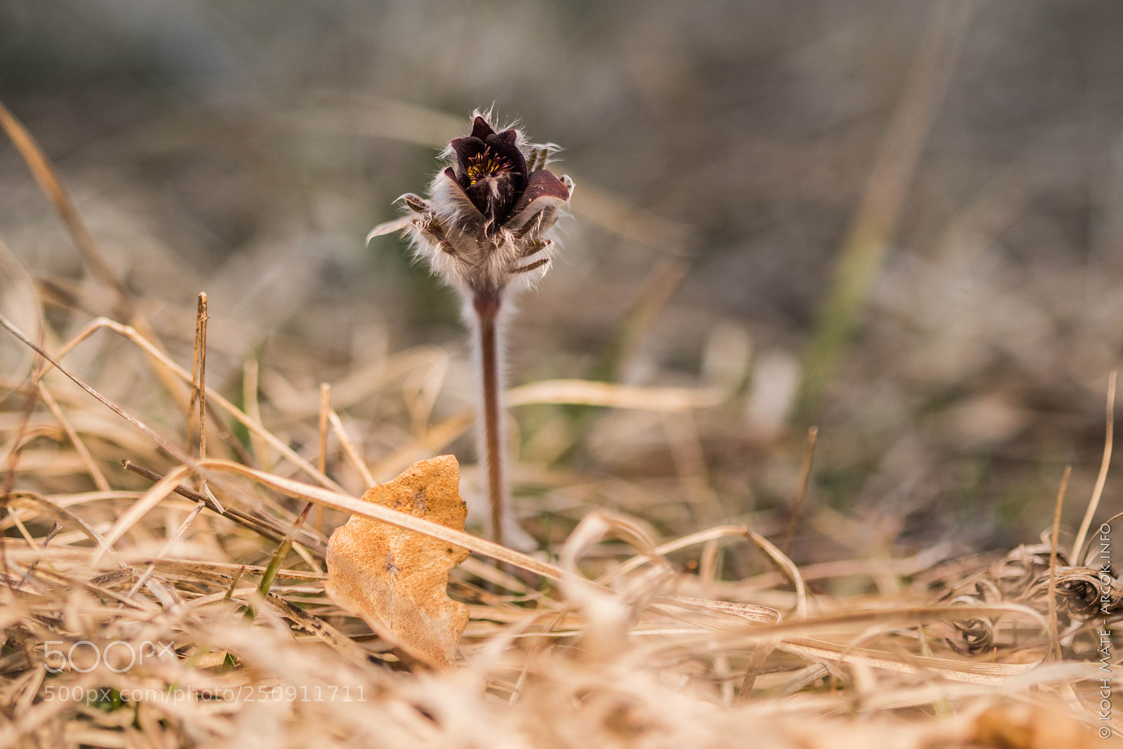 Canon EOS M5 sample photo. Pulsatilla pratensis photography