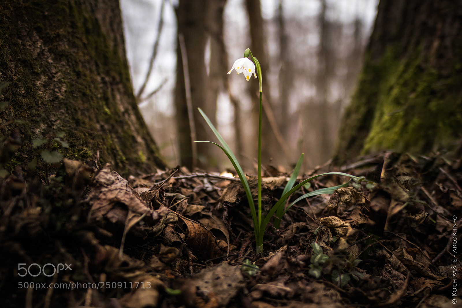Canon EOS M5 sample photo. Leucojum vernum photography