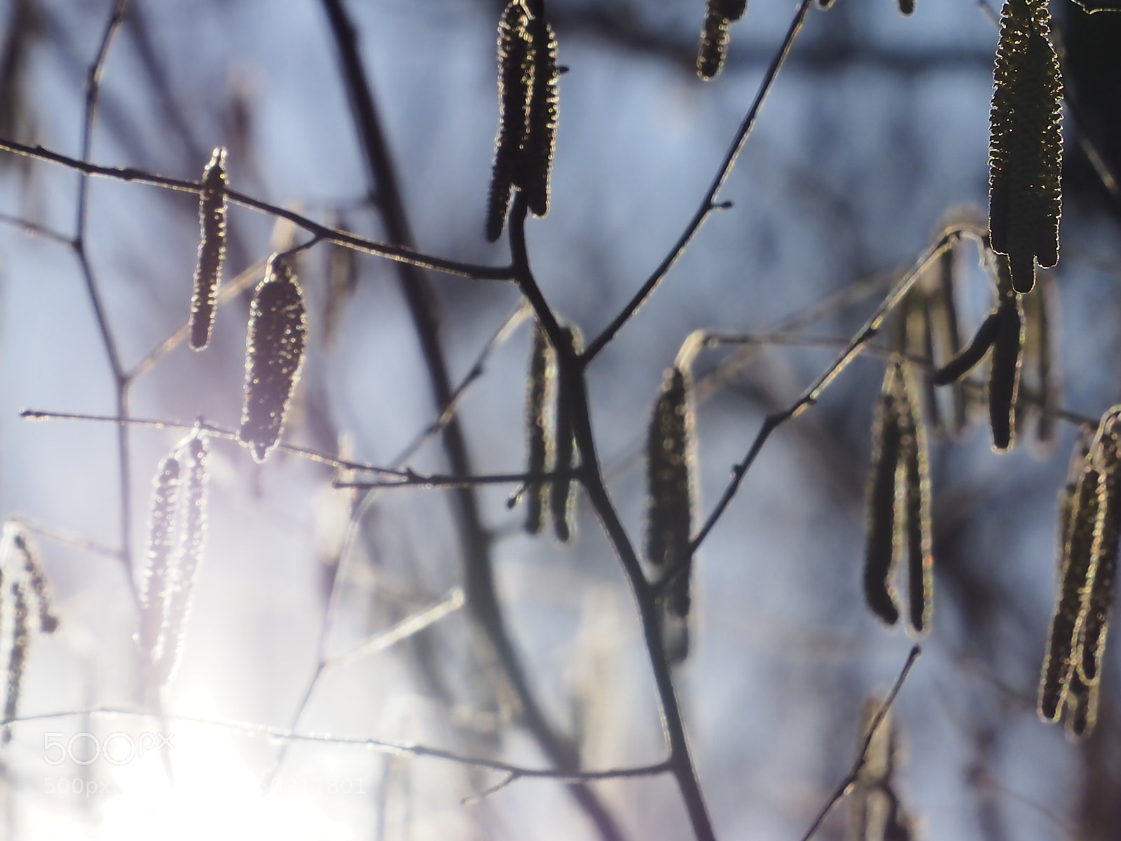 Olympus OM-D E-M10 sample photo. Nature & light photography