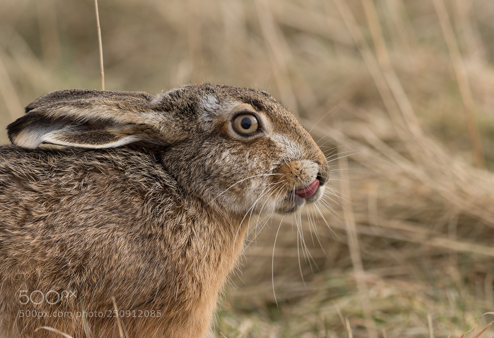 Olympus OM-D E-M1 Mark II sample photo. Hase photography