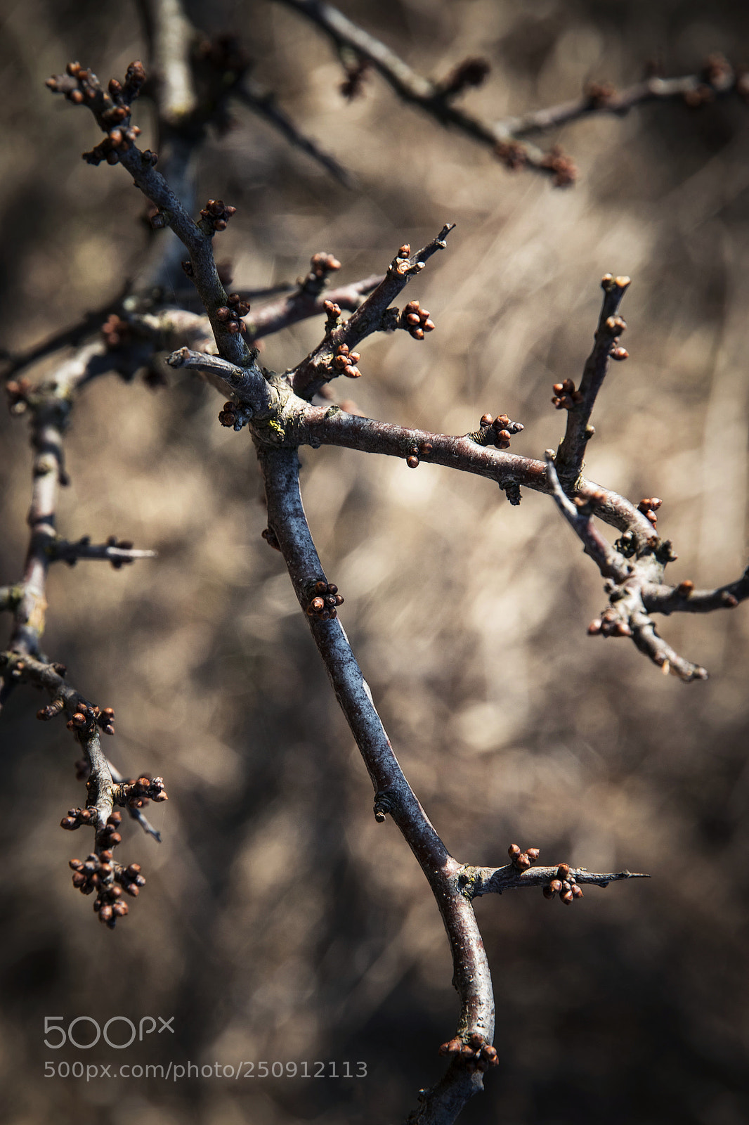 Nikon D5500 sample photo. Dark twigs of the photography