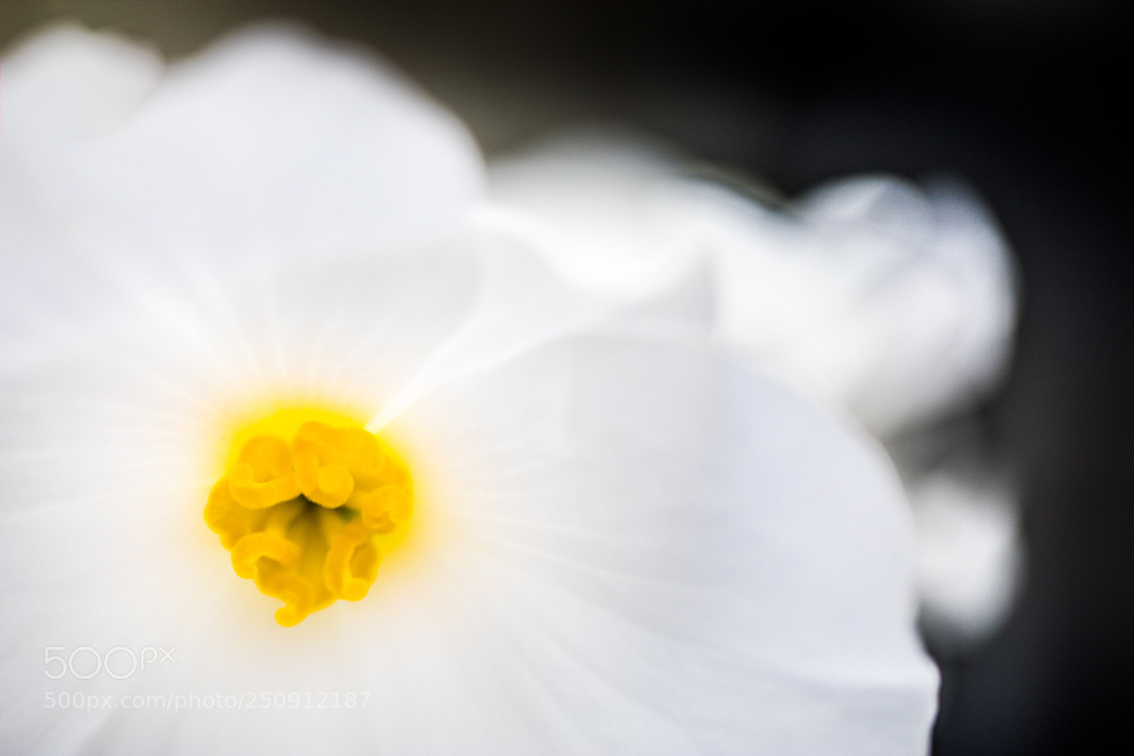 Canon EOS 5D Mark IV sample photo. Whire & black photography