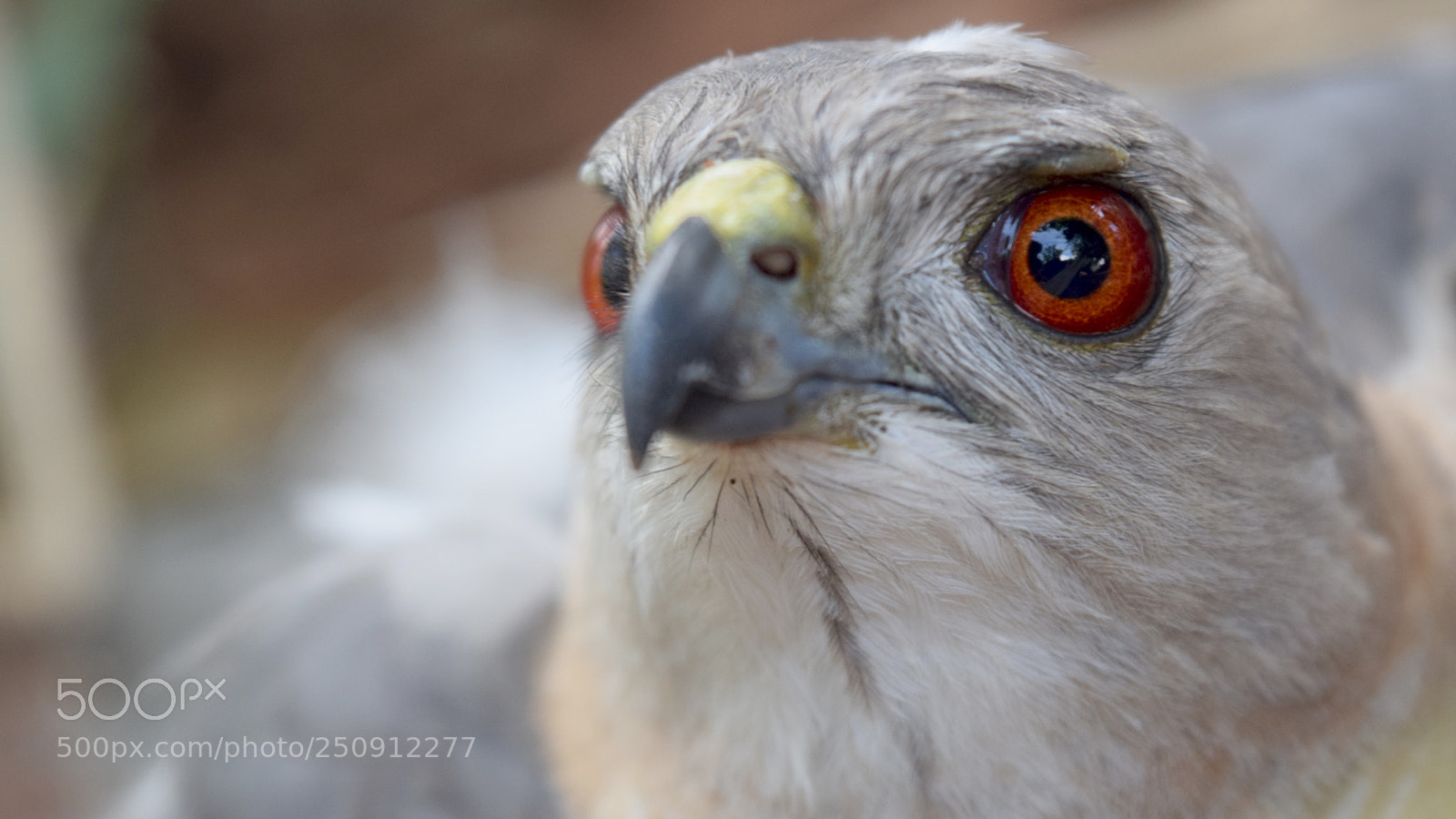Nikon D5300 sample photo. Shikra bird photography
