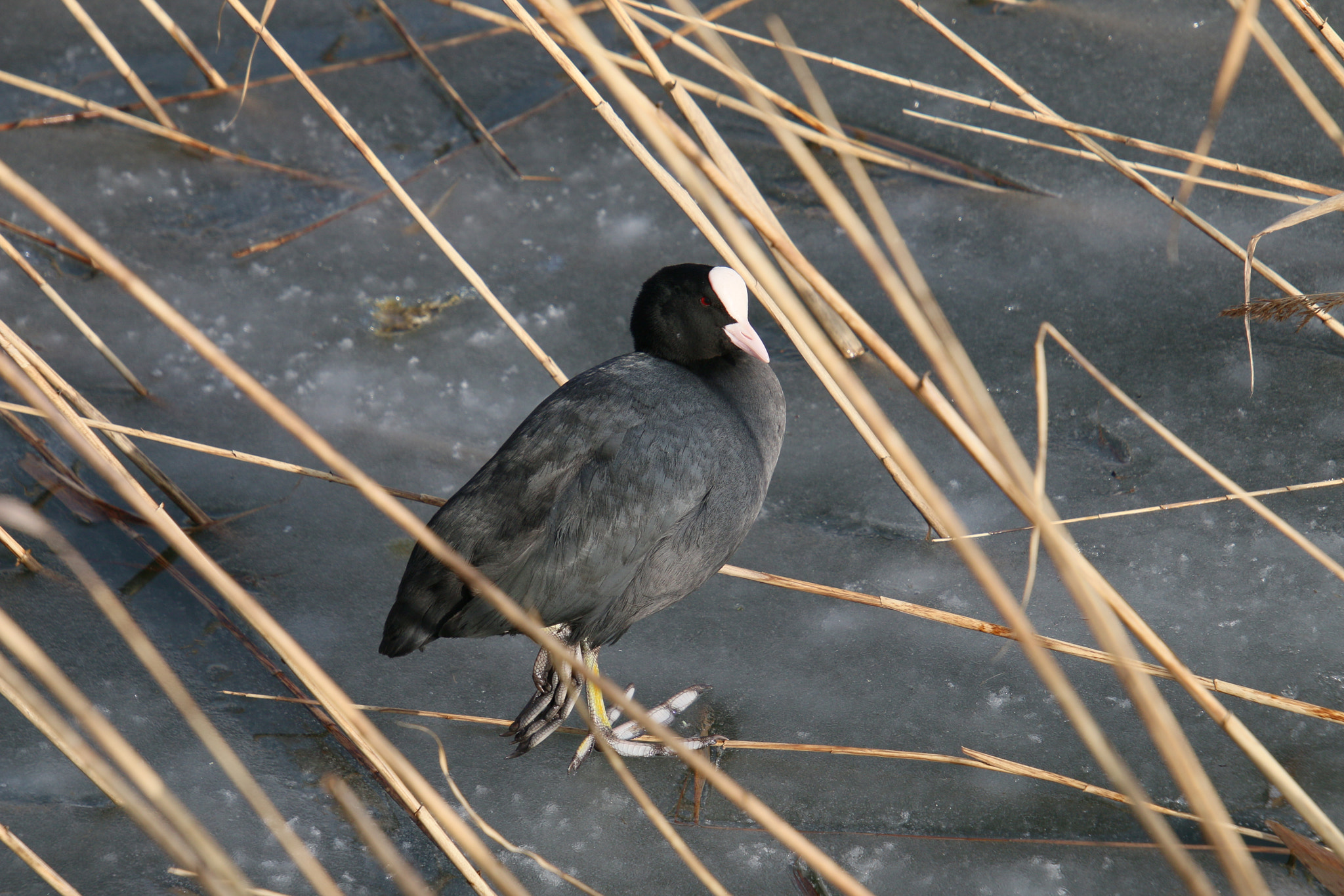 Canon EF 300mm F2.8L IS II USM sample photo. Eurasian coot photography