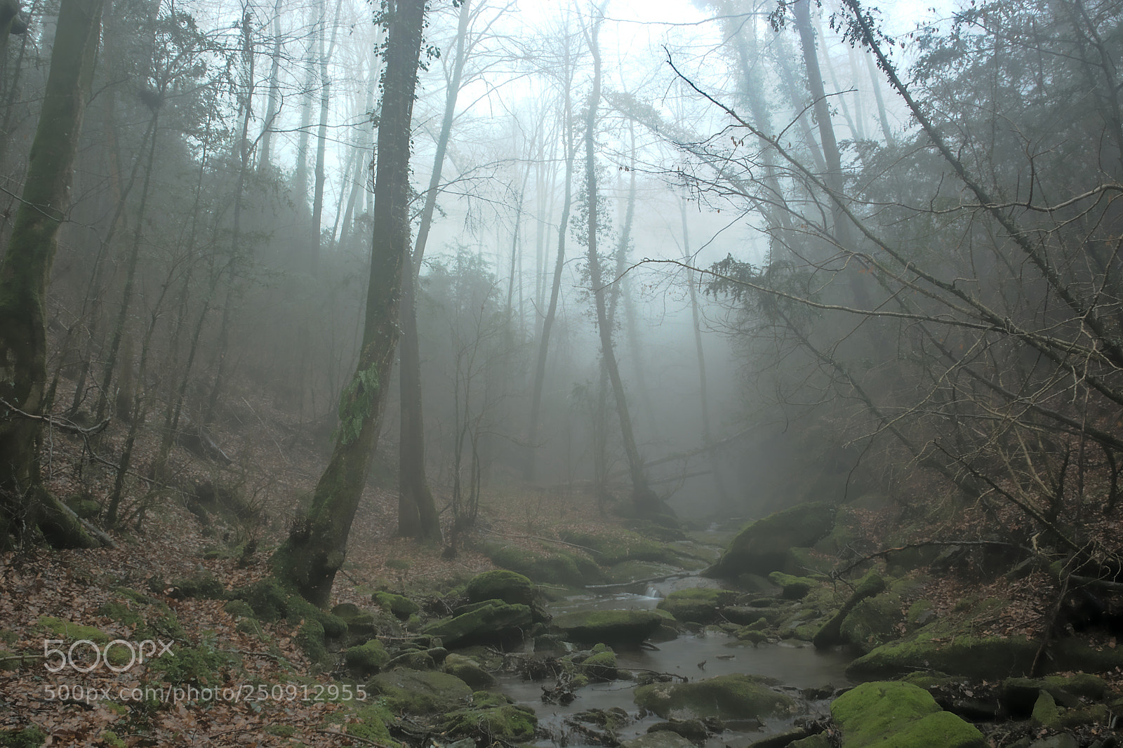 Nikon D7100 sample photo. Morning mist photography