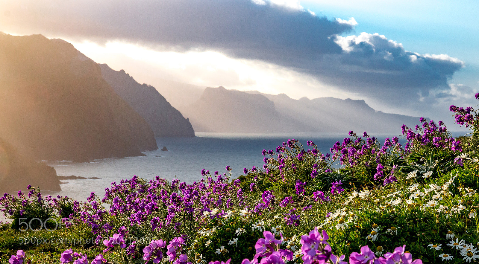 Canon EOS 70D sample photo. ***spring flowers madeira island*** photography