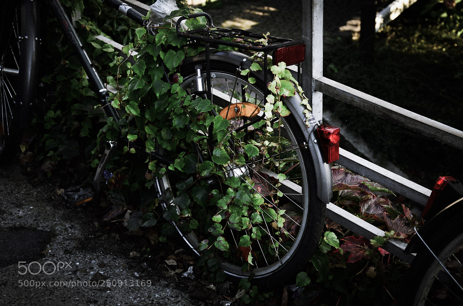 Nikon D7000 sample photo. Plant's crush on a photography