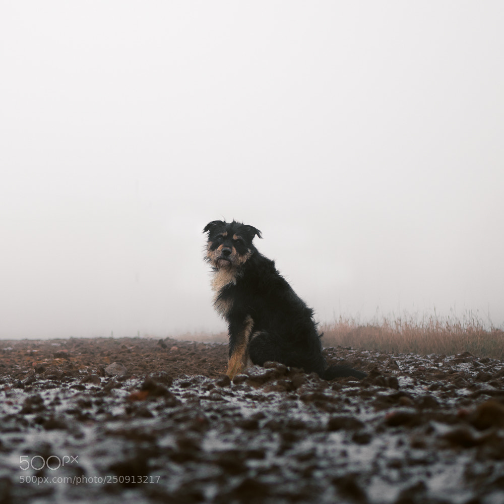 Panasonic Lumix DMC-G7 sample photo. Dog photography
