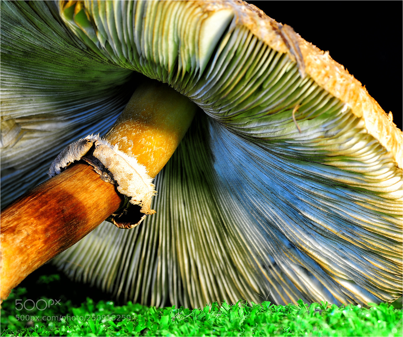 Nikon D700 sample photo. Garden mushroom photography