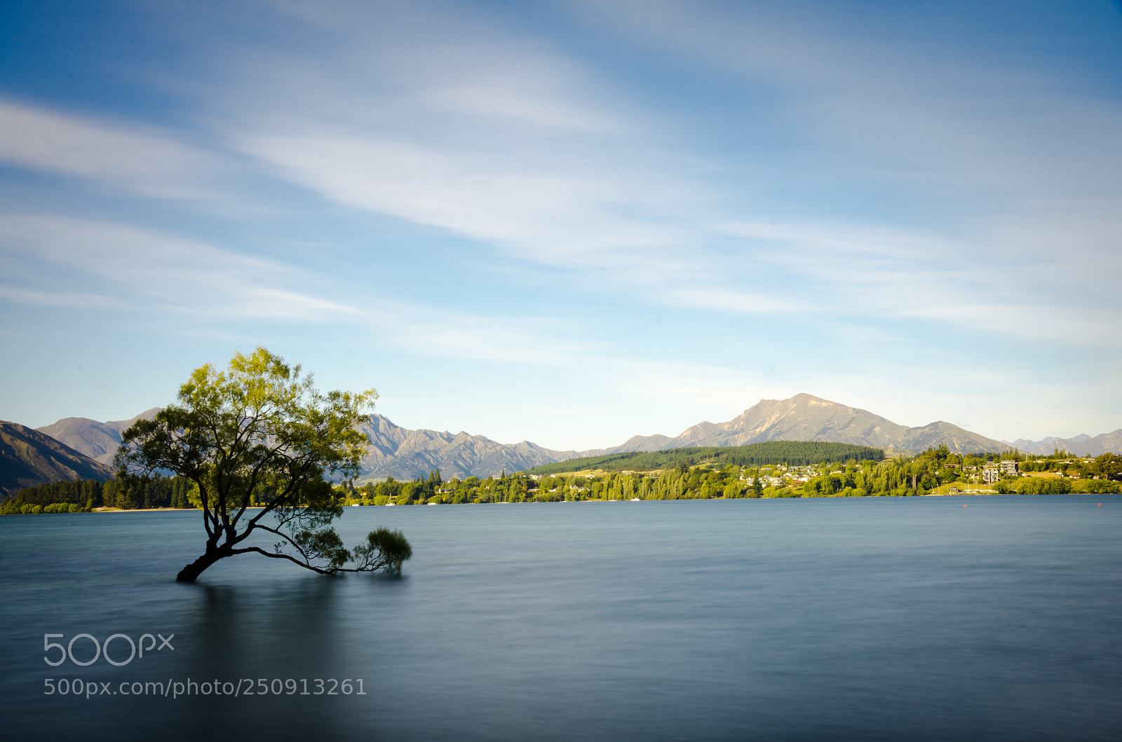 Nikon D7000 sample photo. The wanaka tree photography