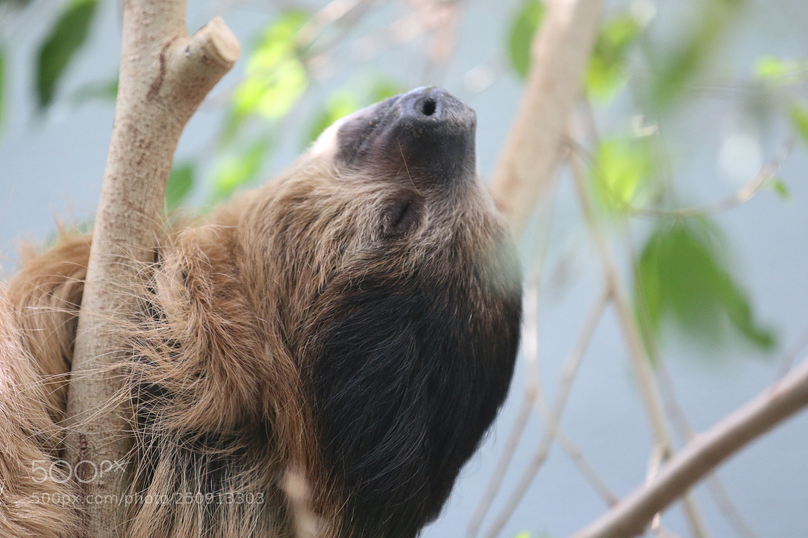 Canon EOS 70D sample photo. Sleeping beauty  photography