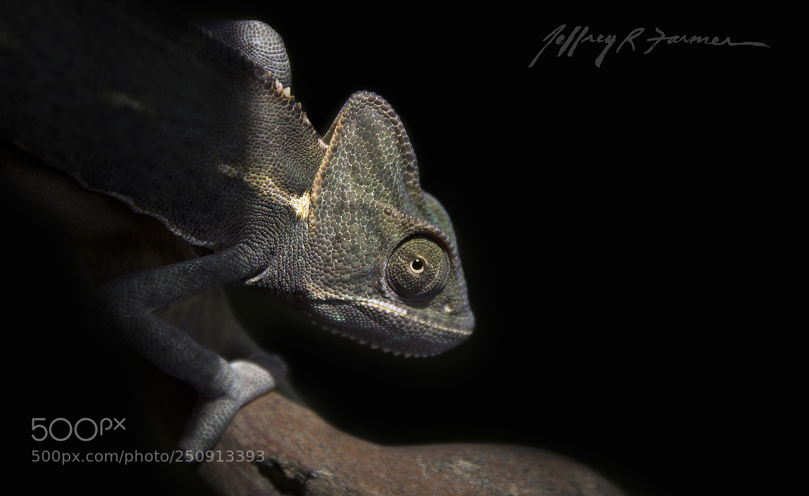 Canon EOS 550D (EOS Rebel T2i / EOS Kiss X4) sample photo. Veiled chameleon portrait photography