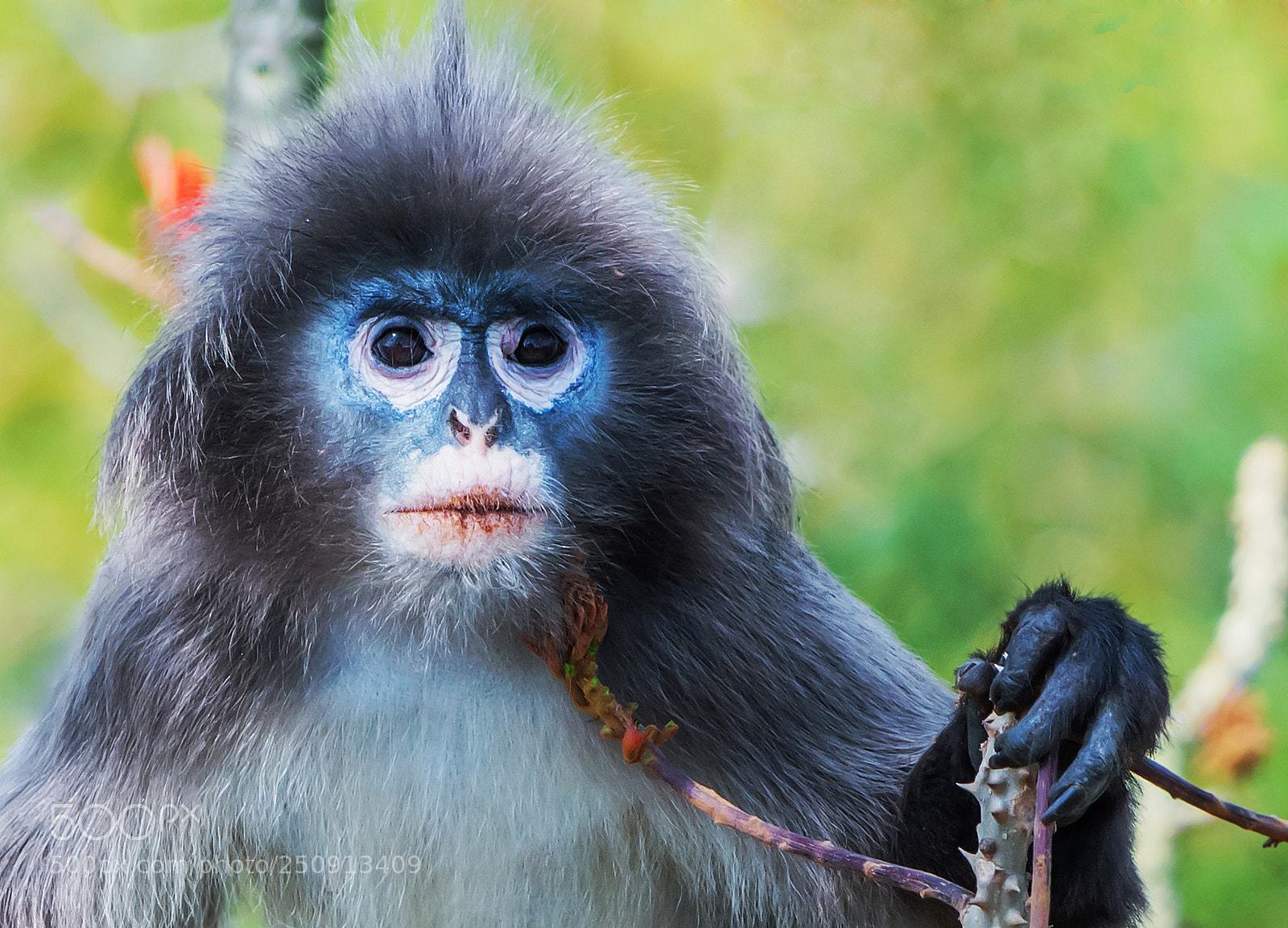 Nikon D7100 sample photo. :: phayre’s leaf monkey / চশমা হনূমান :: photography
