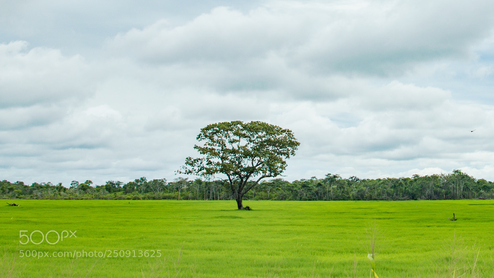 Nikon D3200 sample photo. Sozinha (alone) photography