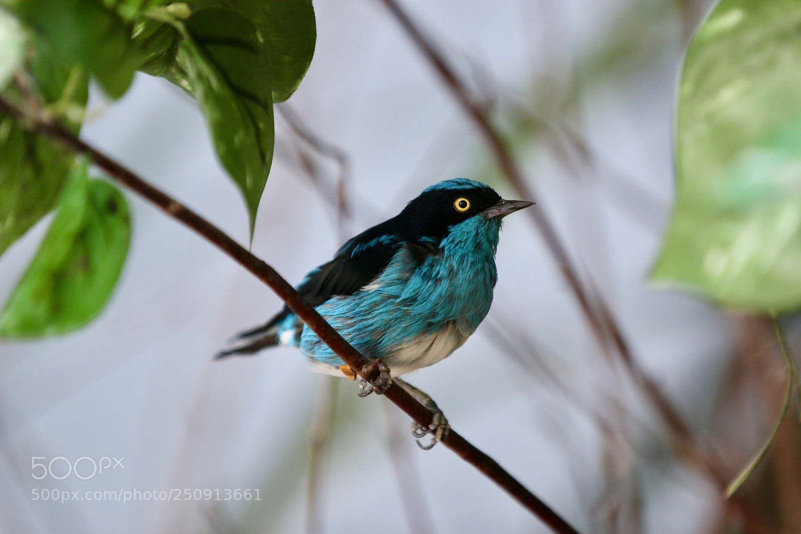 Canon EOS 70D sample photo. Colorful bird photography