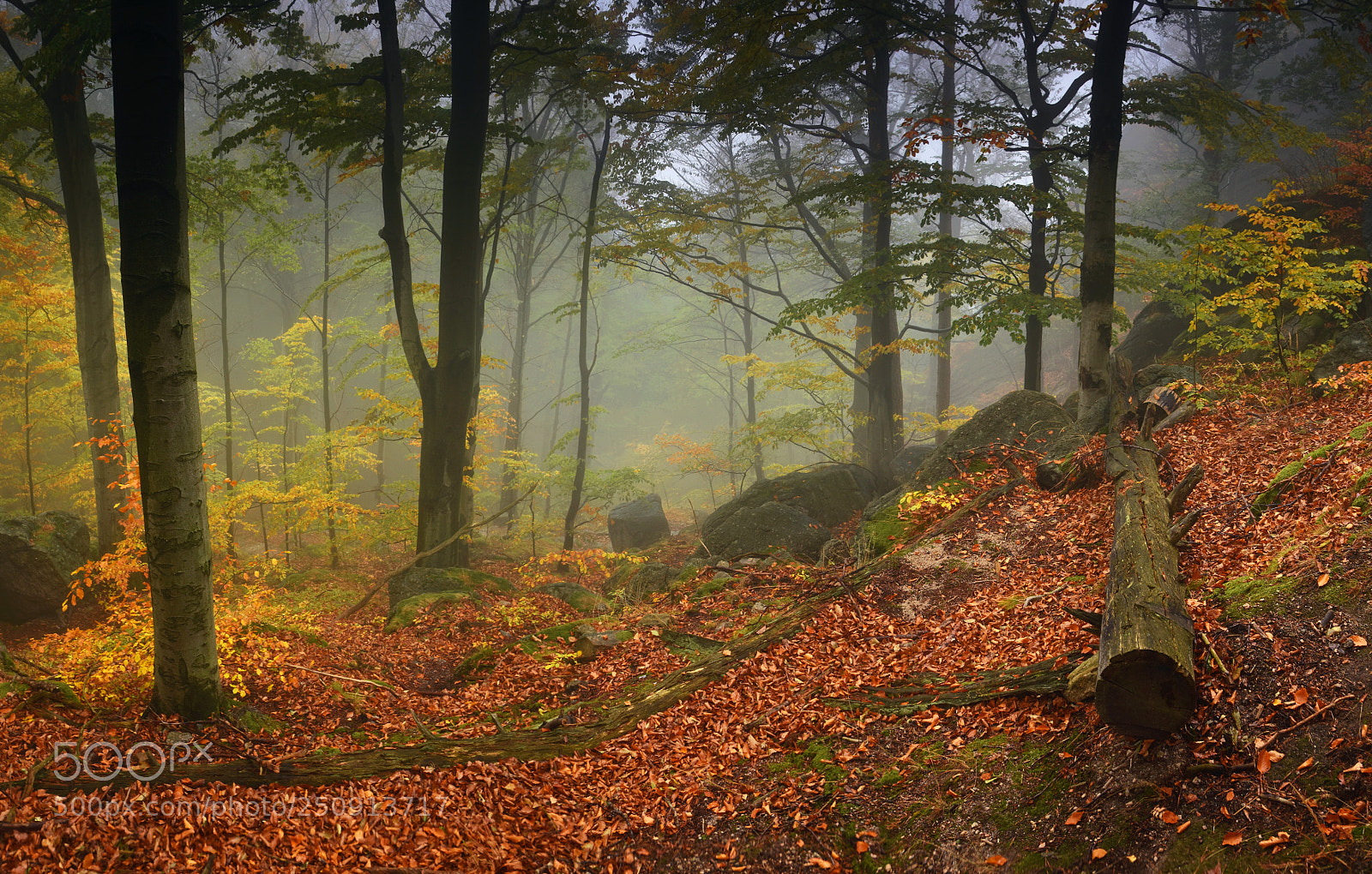 Nikon D7200 sample photo. Mystery forest photography