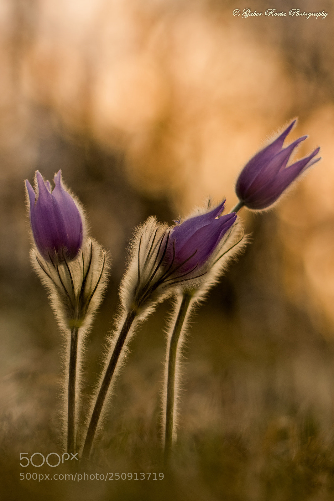 Nikon D500 sample photo. Greater pasque flower pulsatilla photography
