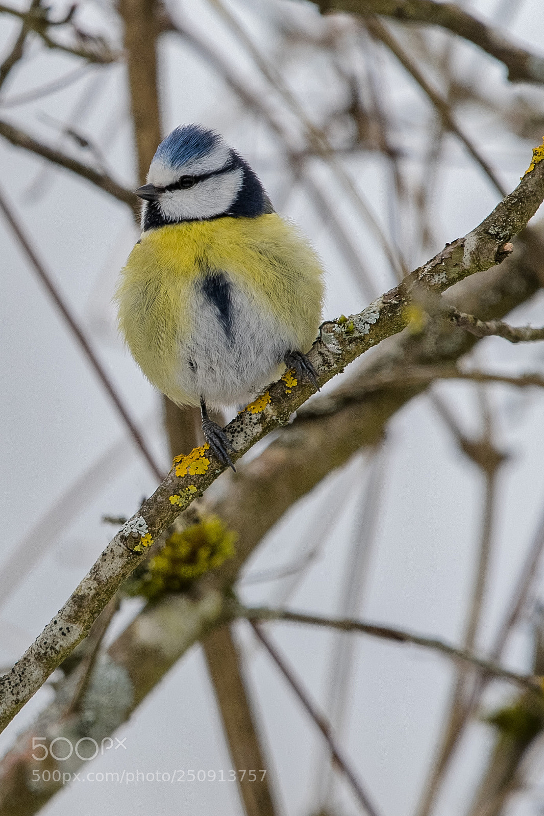 Canon EOS 6D Mark II sample photo. Mesange bleue photography