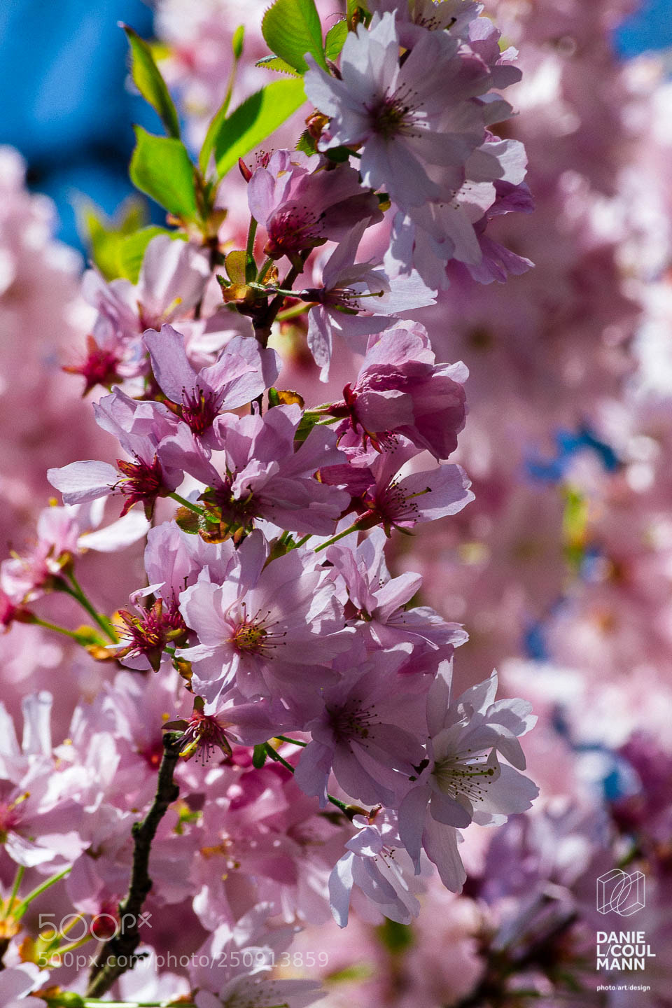 Nikon D3100 sample photo. Bloom photography