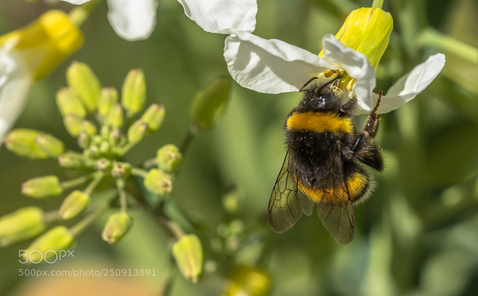 Nikon D7200 sample photo. Honey in process photography