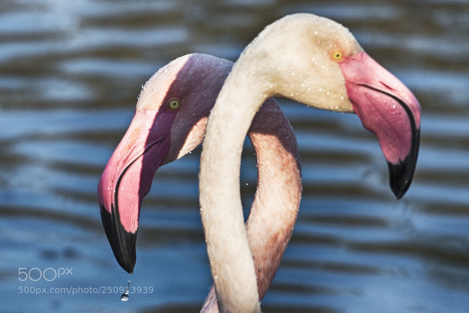 Nikon D610 sample photo. Untitled photography