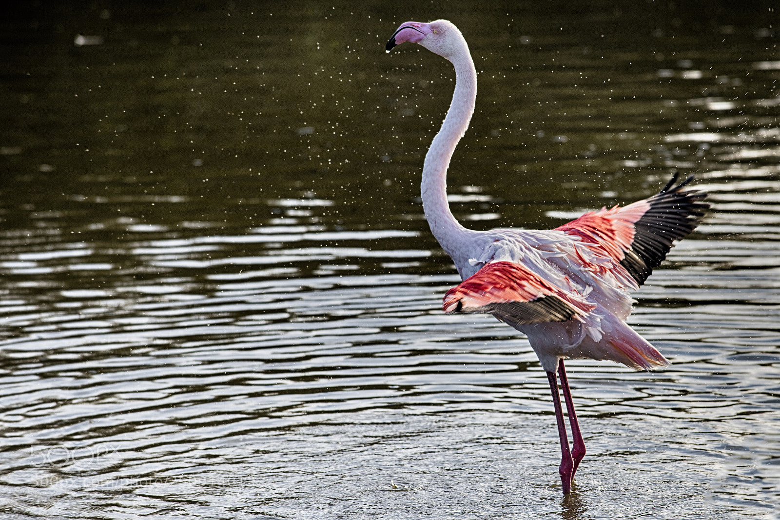 Nikon D610 sample photo. Untitled photography