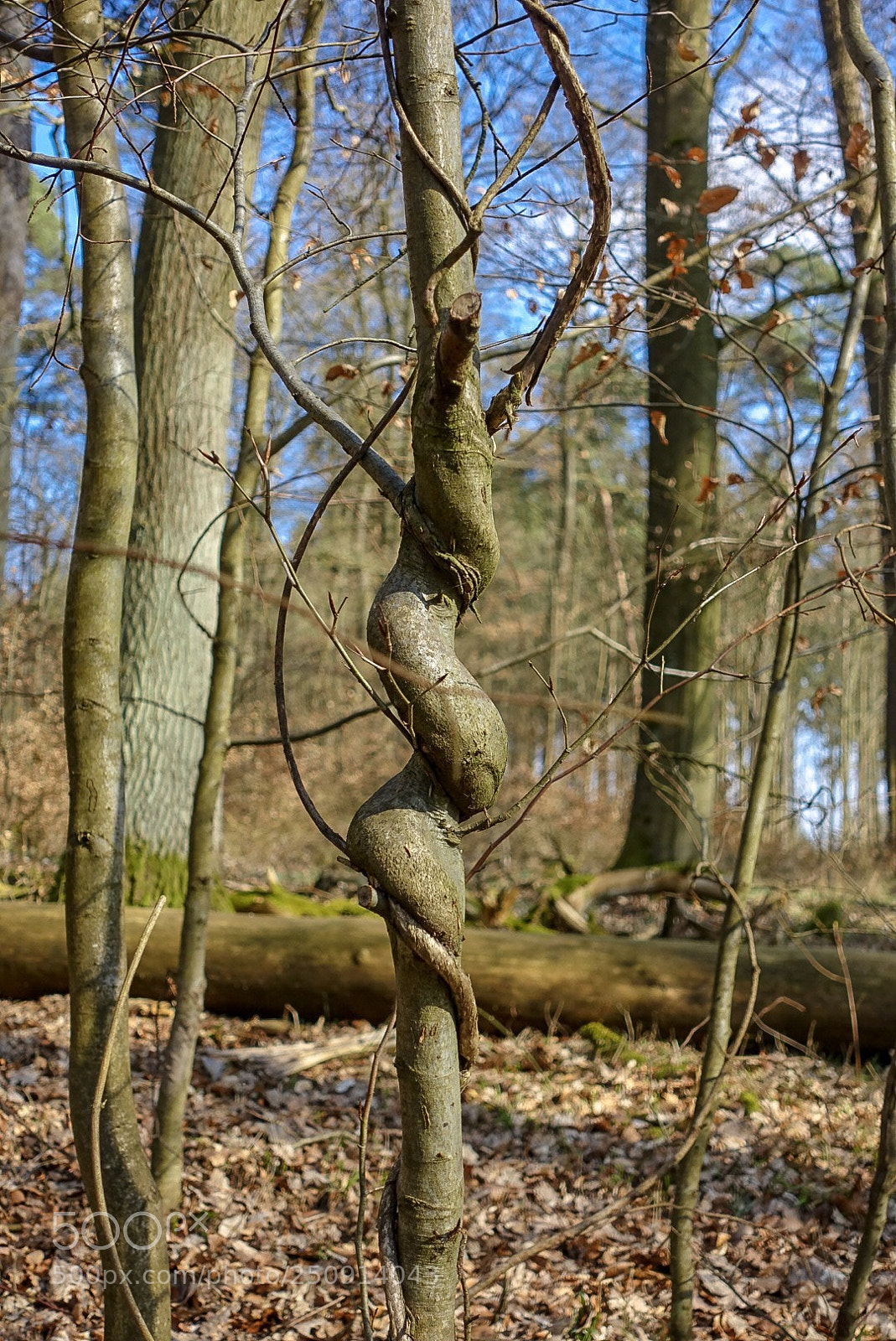 Sony Cyber-shot DSC-RX100 III sample photo. The beauty of nature  photography