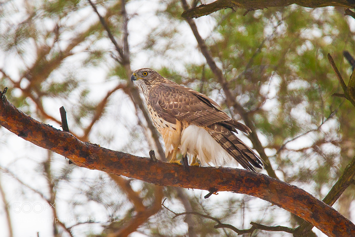 Canon EOS 5D Mark II sample photo. Northern goshawk photography