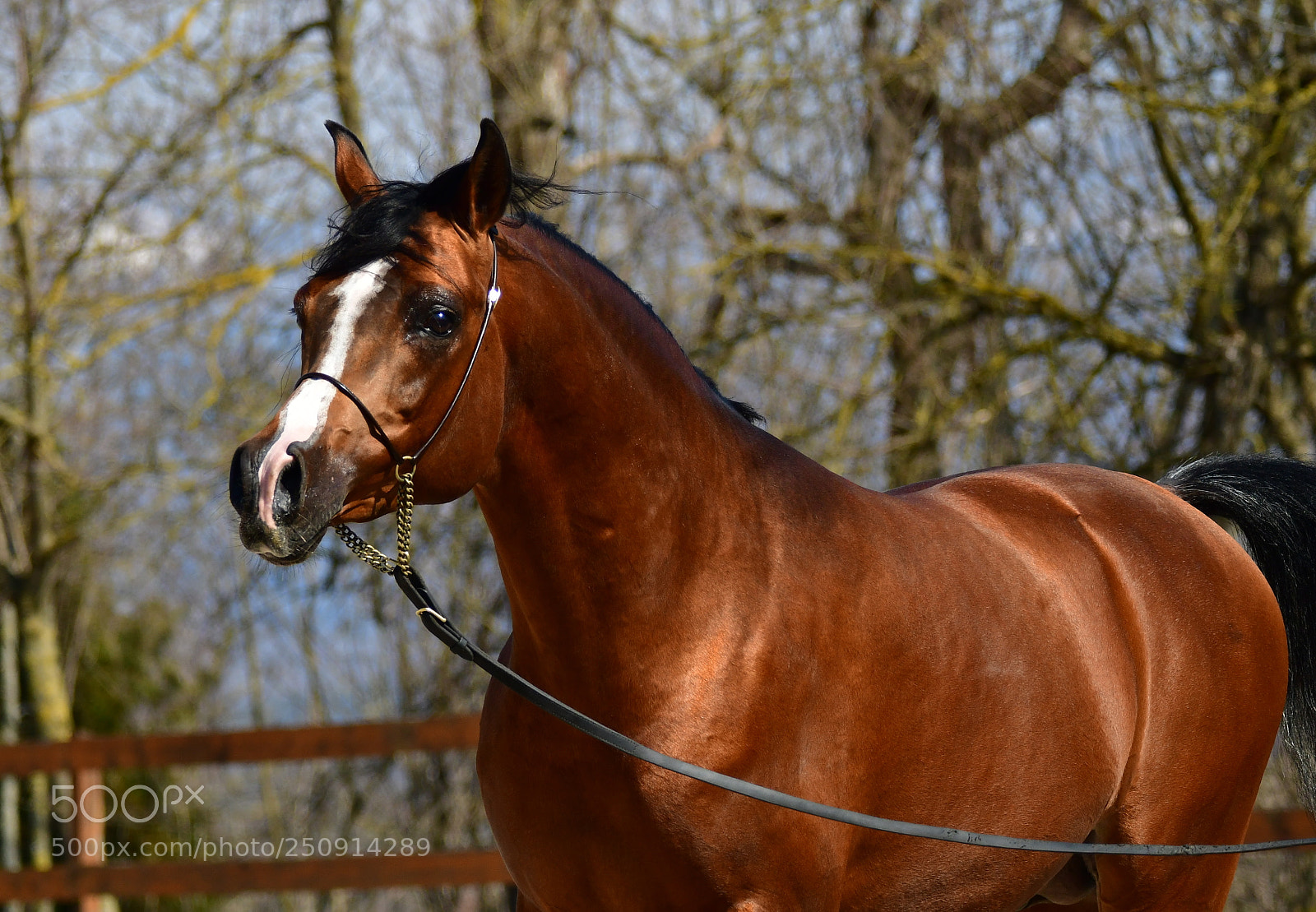 Nikon D500 sample photo. Arabian horse photography