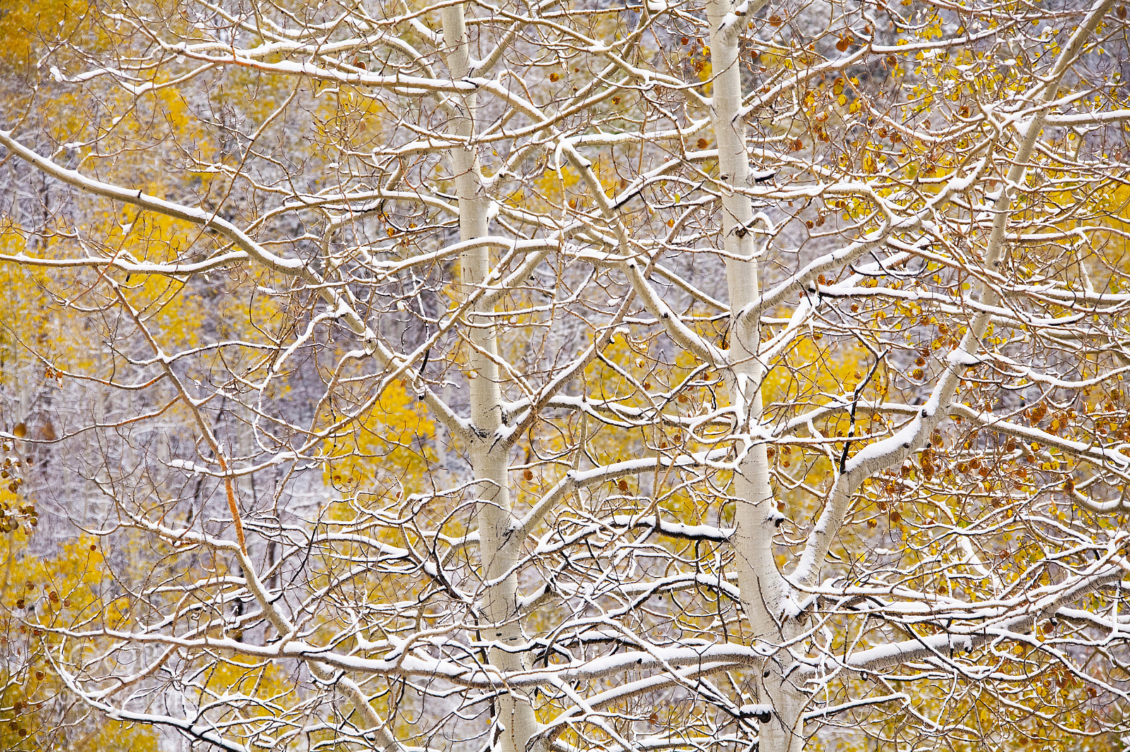 Canon EOS 5D sample photo. Fallcolors photography