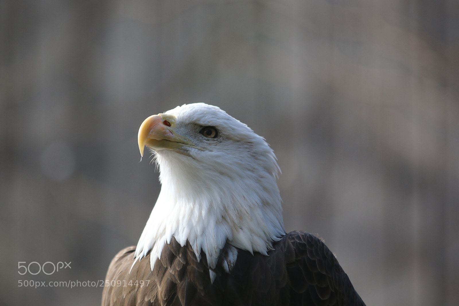 Canon EOS 70D sample photo. Bald eagle  photography