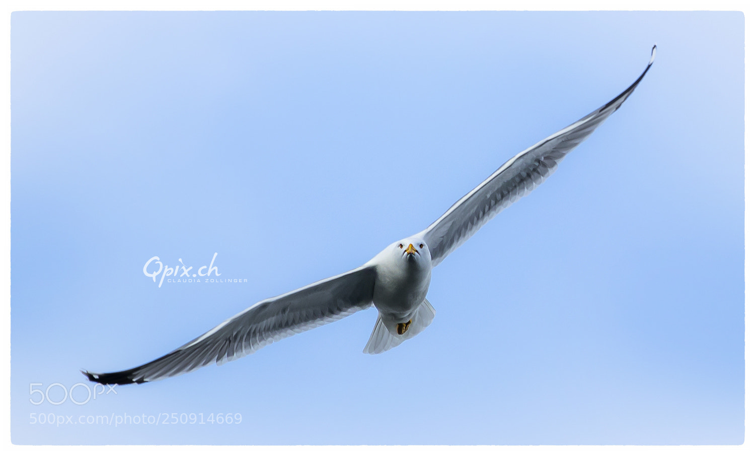 Canon EOS 80D sample photo. A-380-gull photography