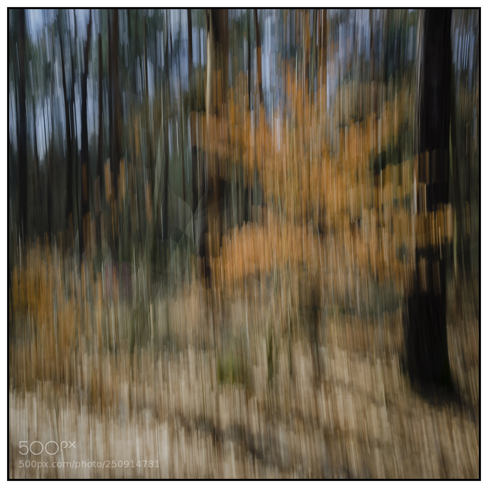 Nikon D7000 sample photo. Abstract forest photography