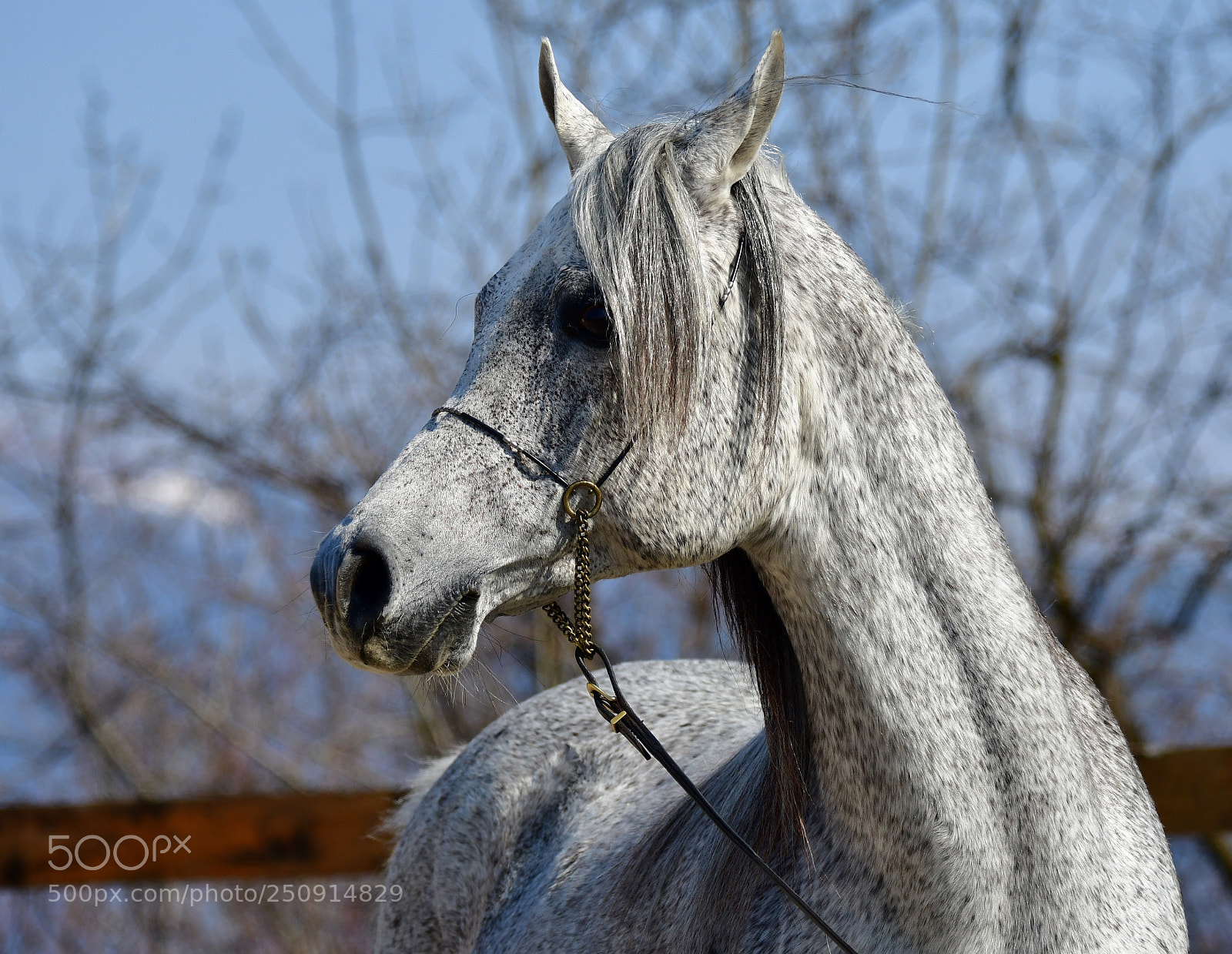 Nikon D500 sample photo. Arabian horse photography