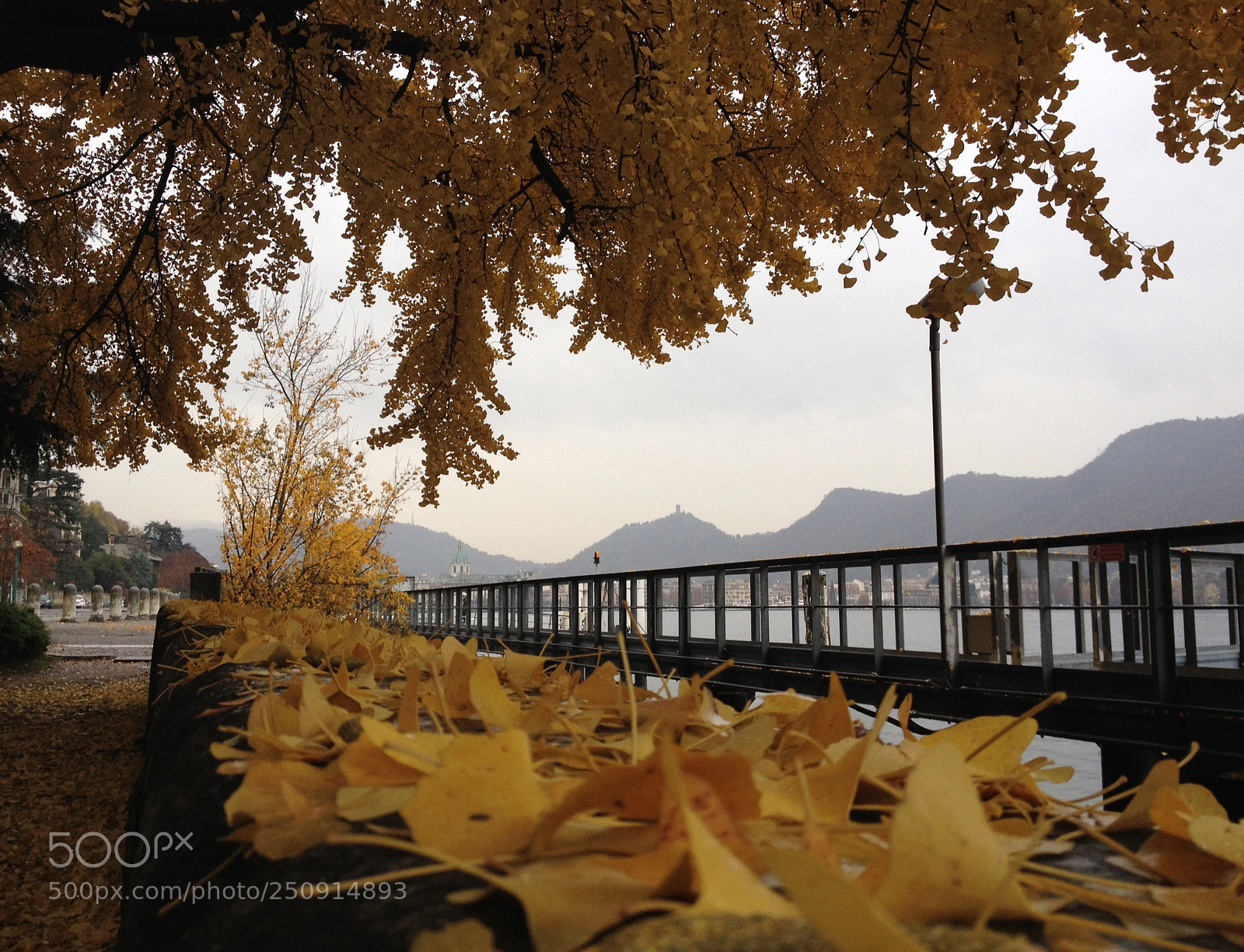 Apple iPhone 4S sample photo. Yellow leaves photography