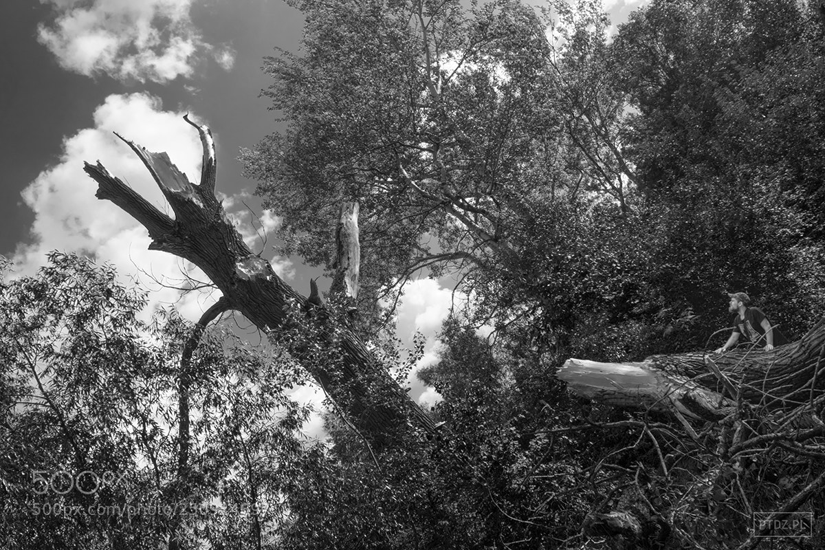 Nikon D5300 sample photo. 030 fallen #2 photography