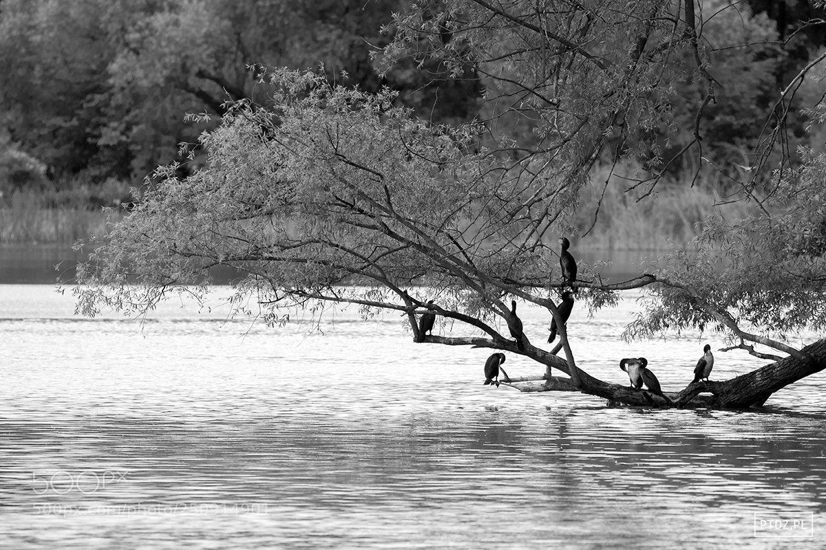 Nikon D5300 sample photo. 031 the great black cormorants photography
