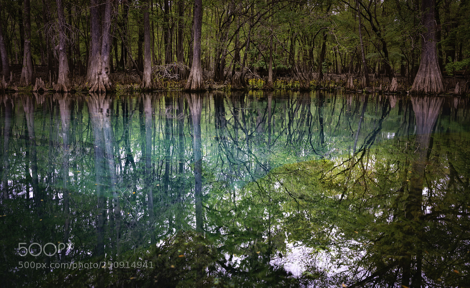 Sony a7R II sample photo. Manatee springs photography