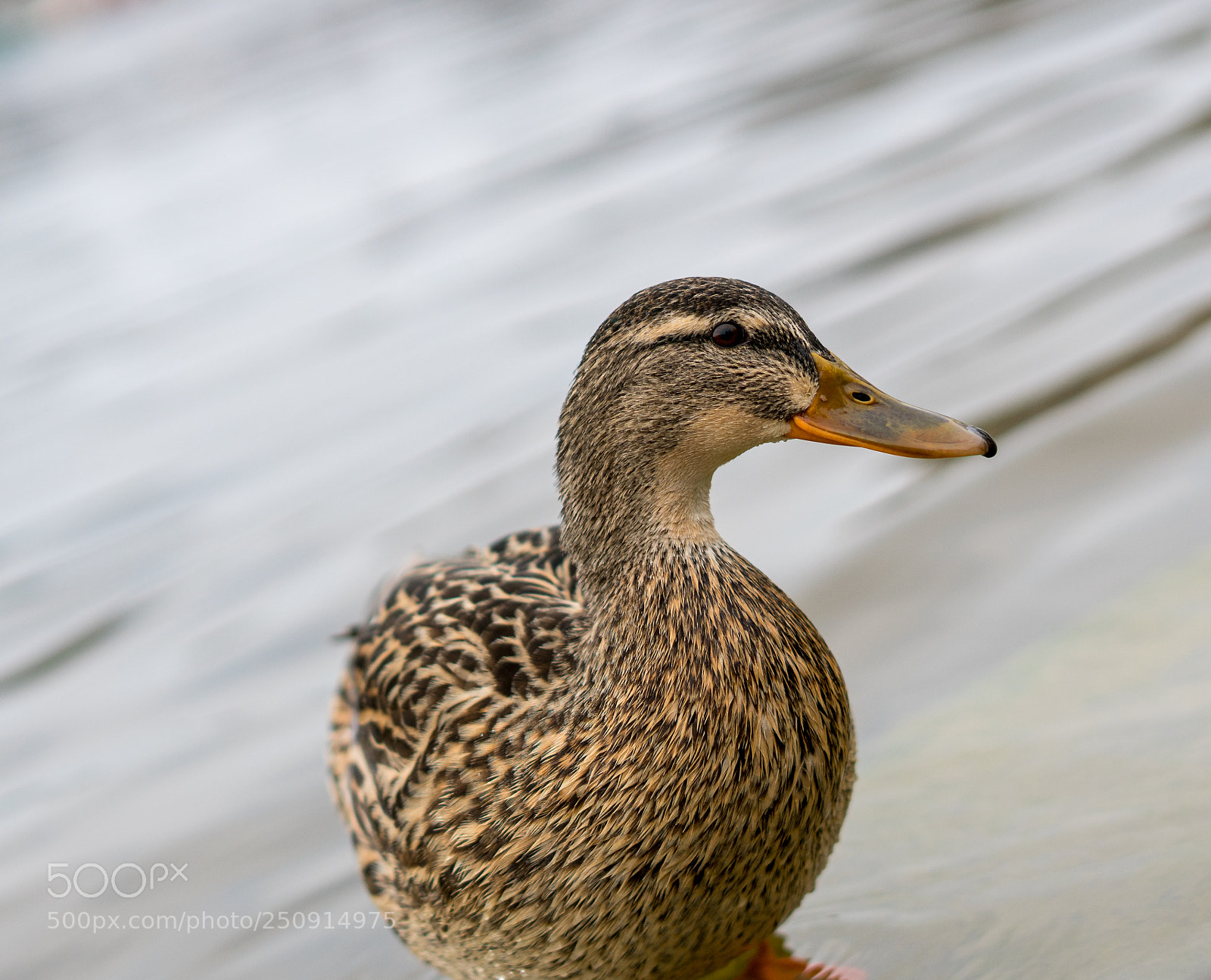 Sony a7R II sample photo. Duck photography