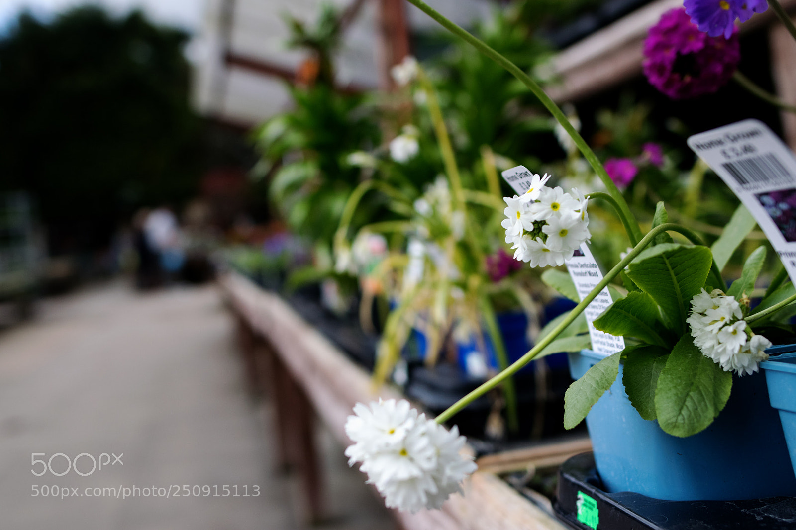 Nikon D5300 sample photo. Spring at a henlow photography