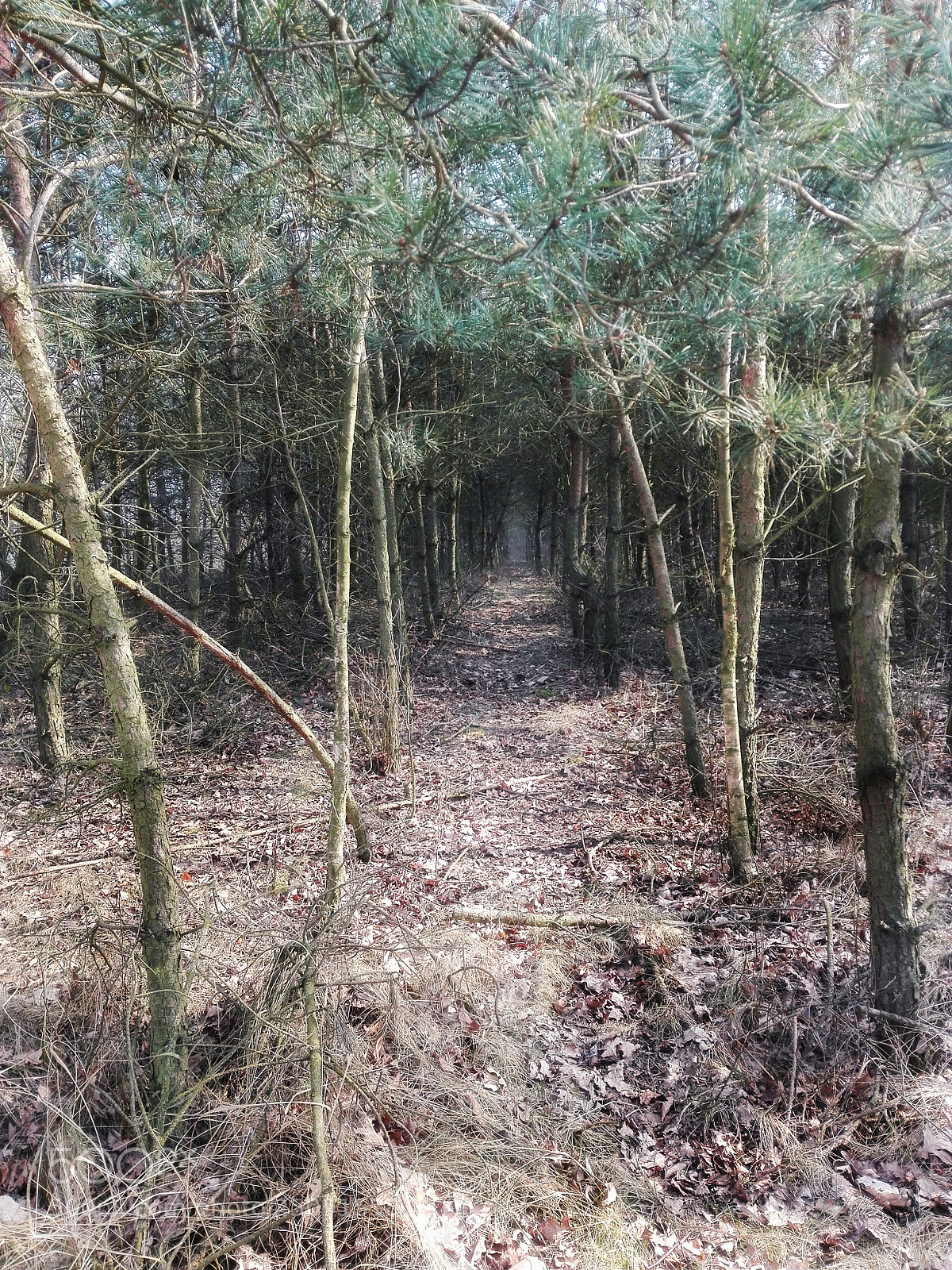 HUAWEI Y6II sample photo. Forest :) photography