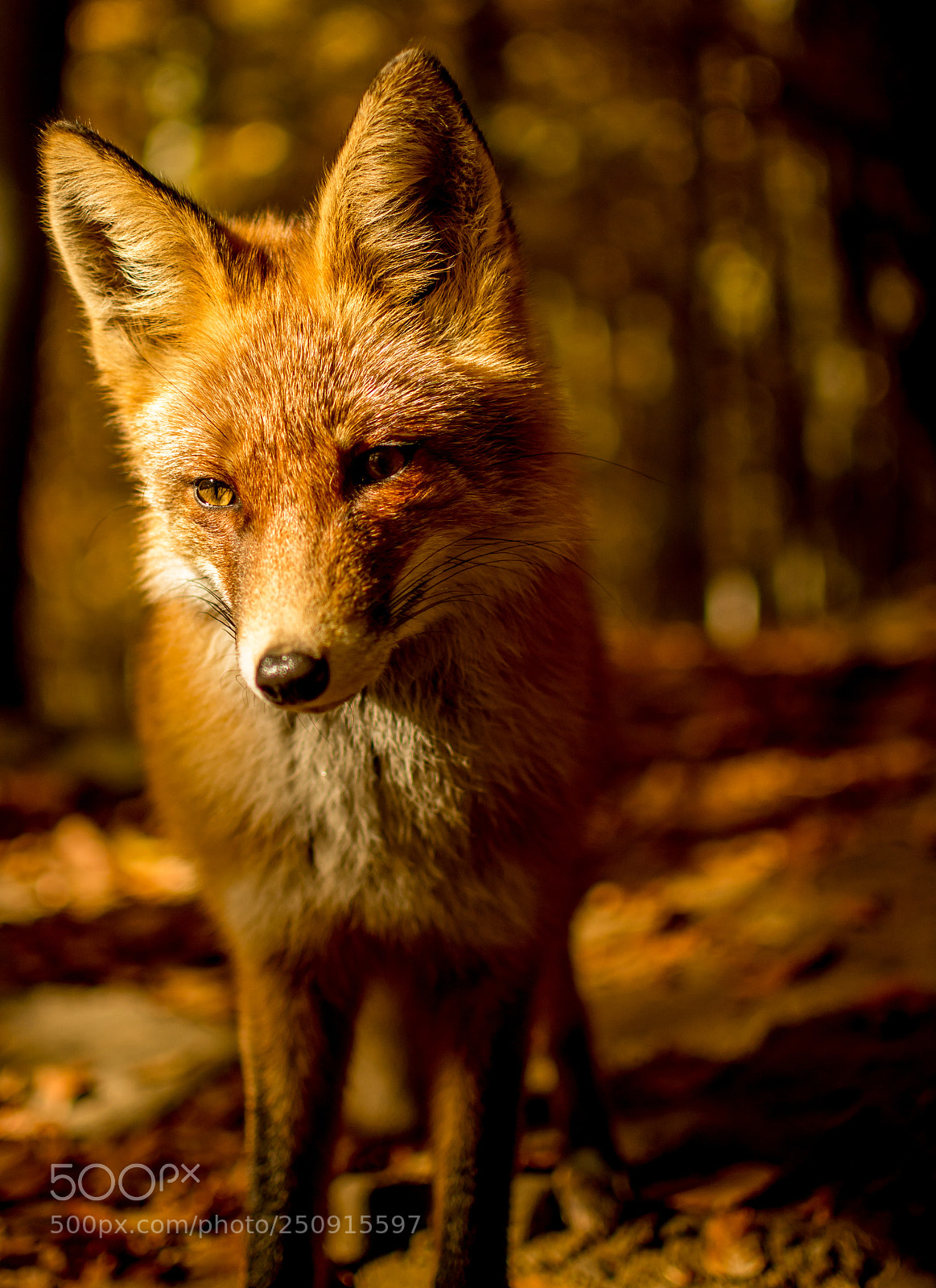 Nikon D5200 sample photo. Fox photography