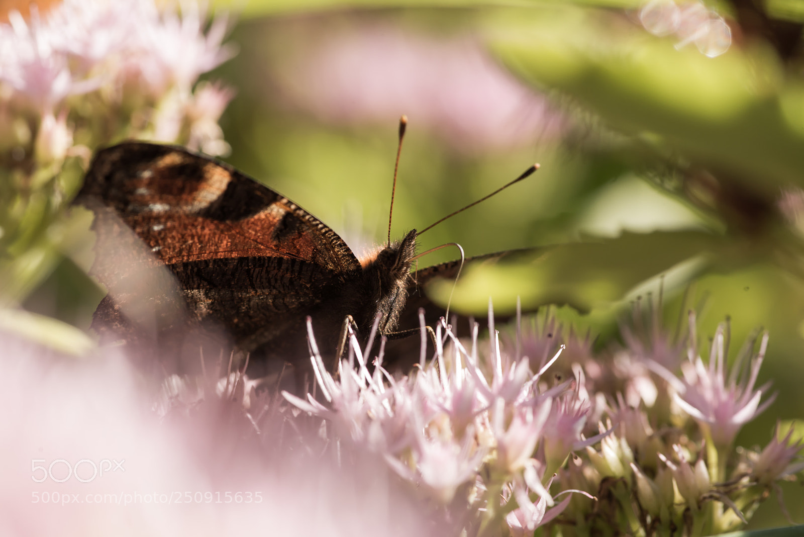 Nikon D610 sample photo. Buterfly photography