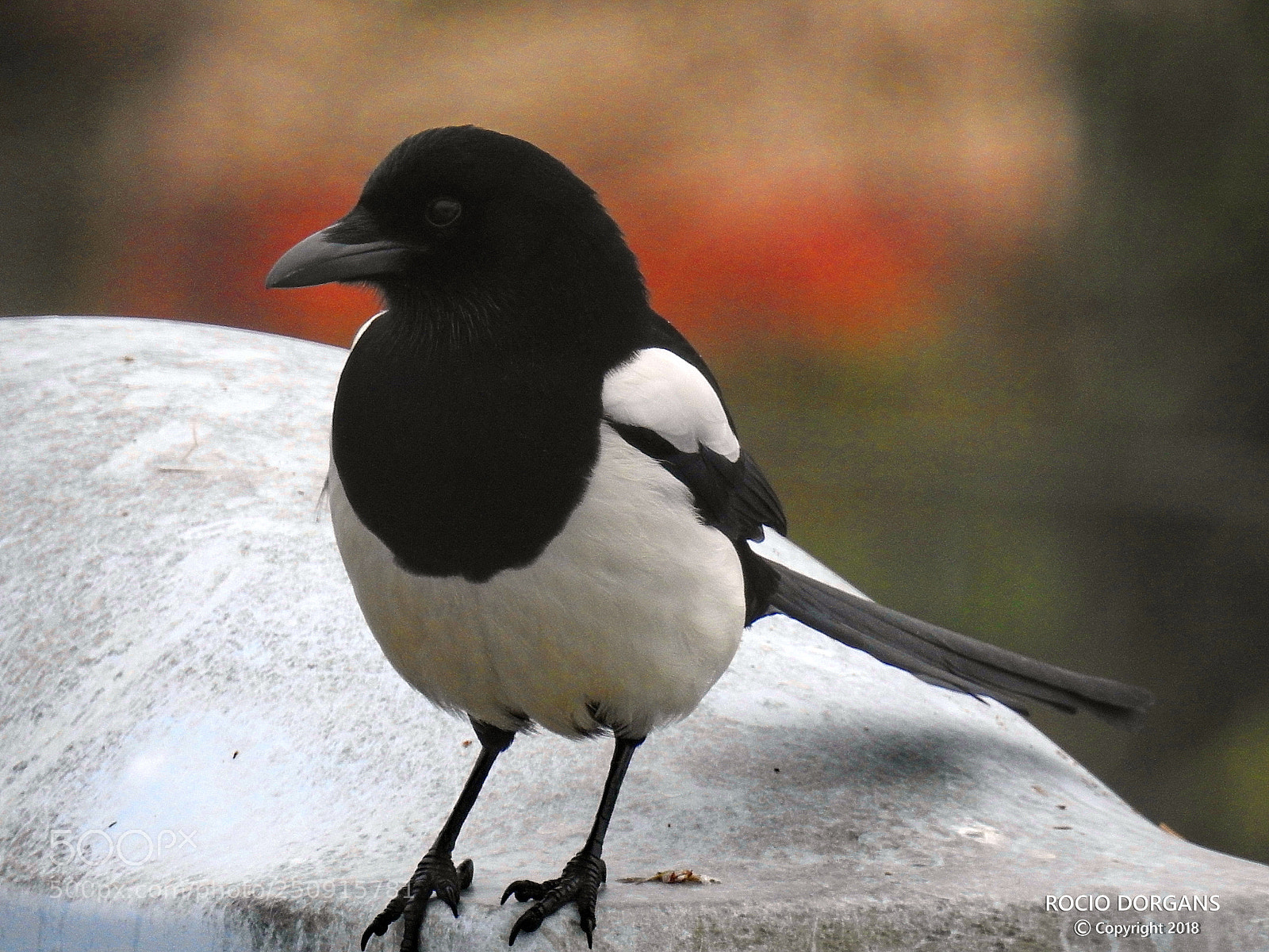 Nikon Coolpix P900 sample photo. Bird photography