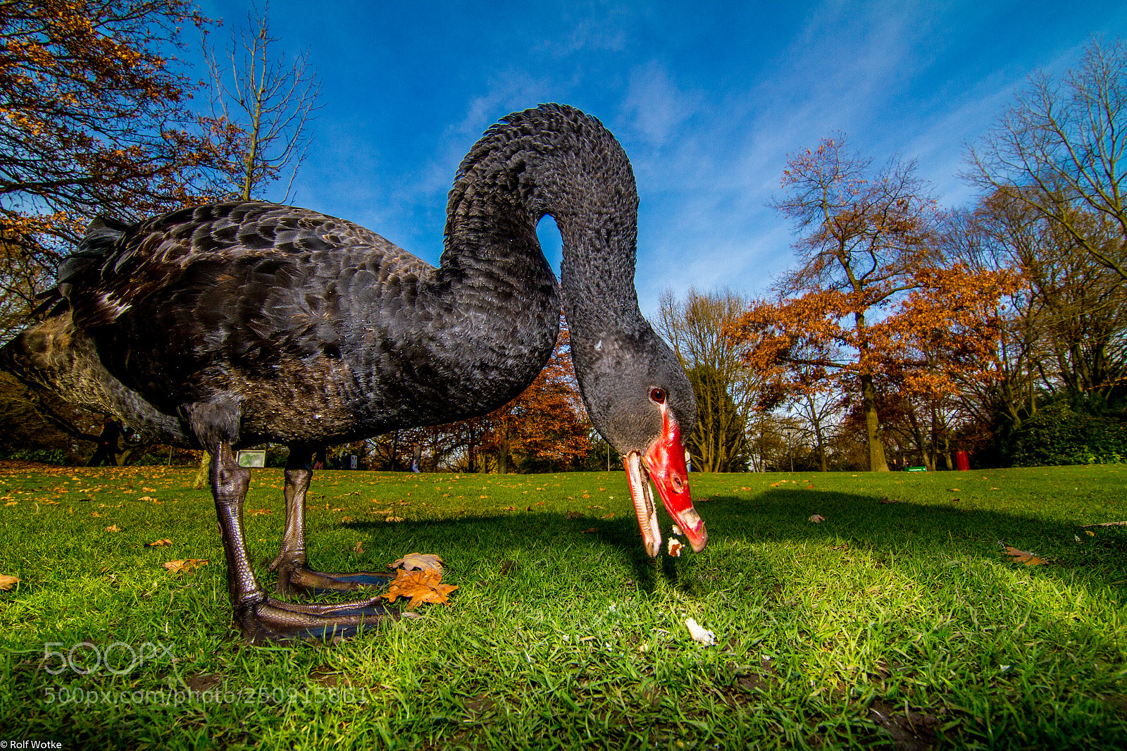 Canon EOS 7D sample photo. Trauerschwan essen photography
