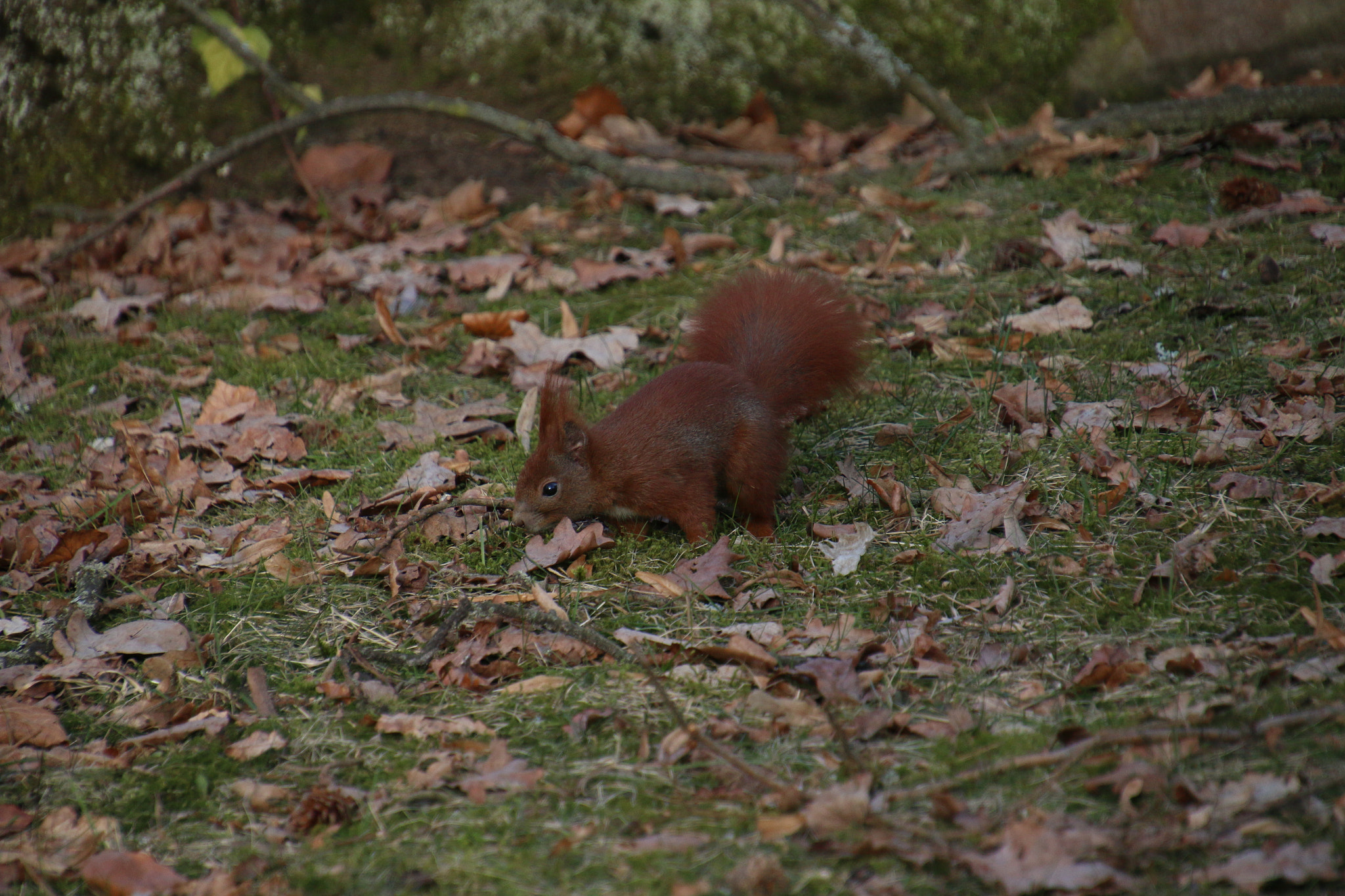 Canon EF 300mm F2.8L IS II USM sample photo. Searching for secret acorns or nuts photography