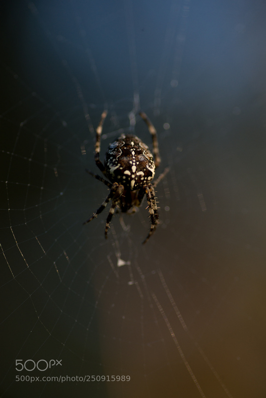 Nikon D610 sample photo. Spider photography