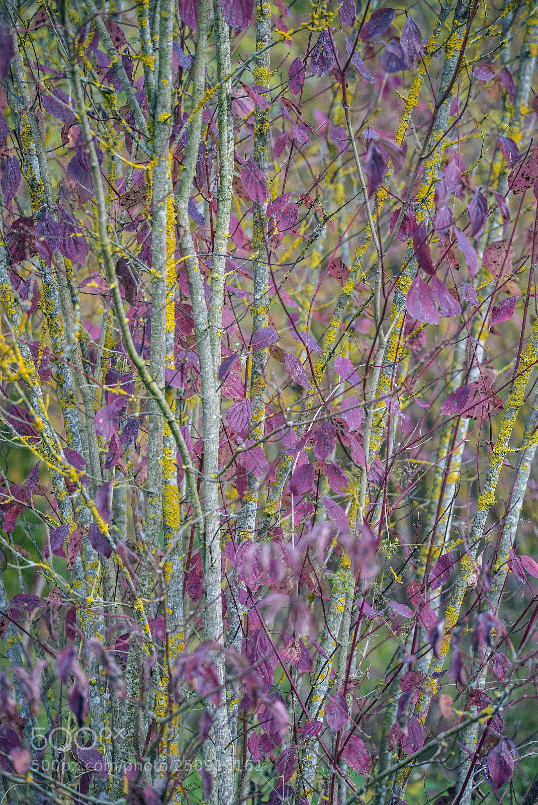 Canon EOS 6D Mark II sample photo. Natural impressionism photography